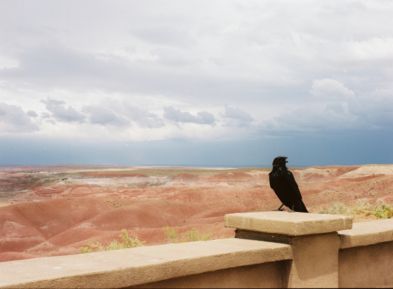 Petrified Forest National Park