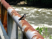 New River Gorge National River