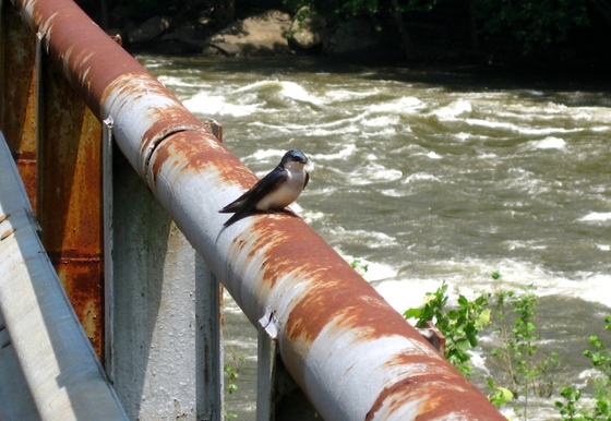 New River Gorge National River