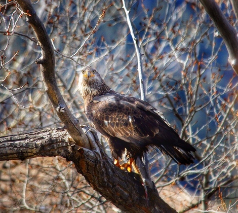 Gunnison National Forest