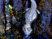 Big Cypress National Preserve