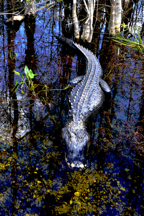 Big Cypress National Preserve
