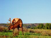 Yellowstone National park