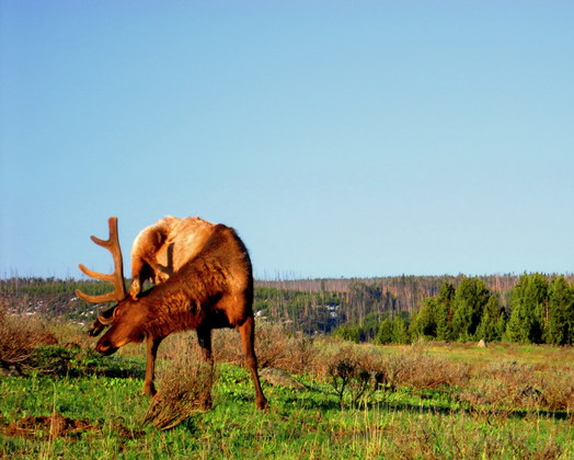 Yellowstone National park