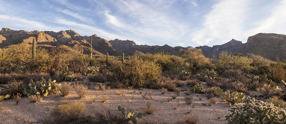 Sabino Canyon