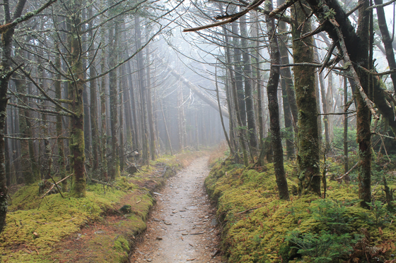 Great Smoky Mountains 