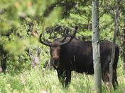 Targhee National Forest