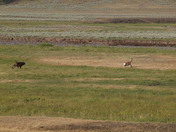 Yellowstone National Park