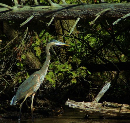 Manistee National Forrest