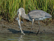 Forsythe NWR