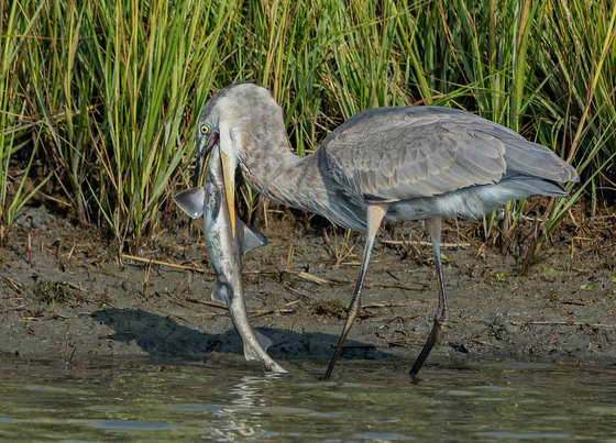 Forsythe NWR