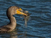 Forsythe NWR