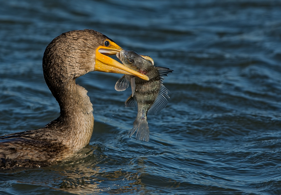 Forsythe NWR