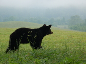 Smokey Mountains