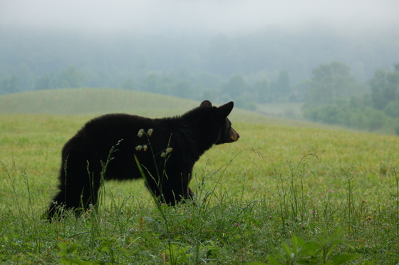 Smokey Mountains