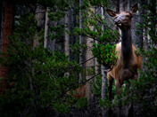 Rocky Mountain National Park