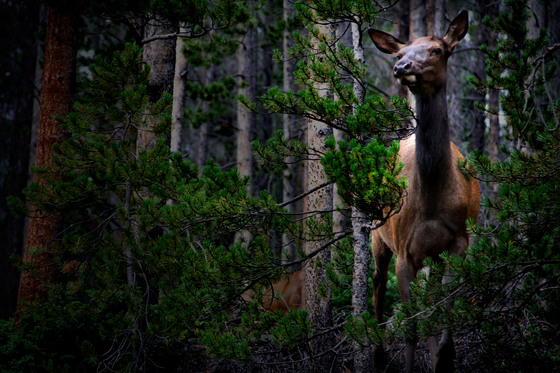 Rocky Mountain National Park