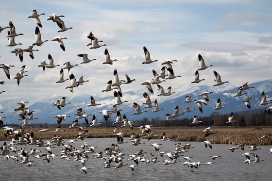 Lee Metcalf National Wildlife Refuge