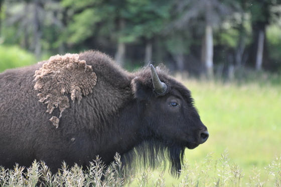 Yellowstone National Park
