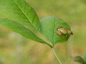 Ridgefield National Wildlife Refuge