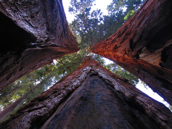 Sequoia National Park