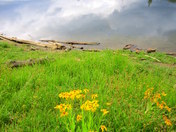 Manti LaSal National Forest