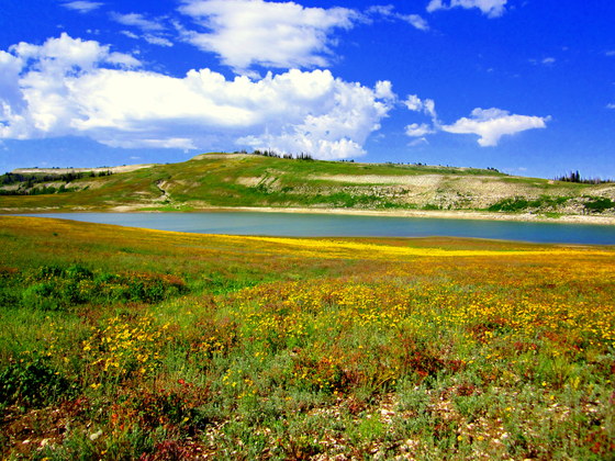 Manti LaSal National Forest