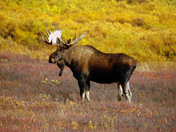 Denali National Park