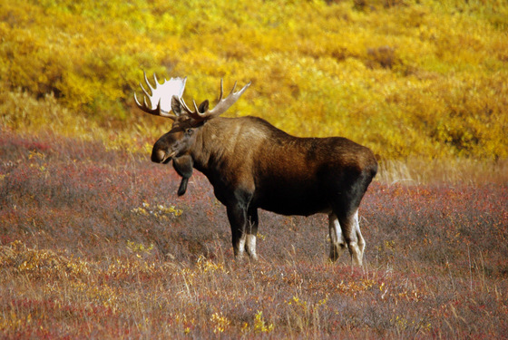 Denali National Park