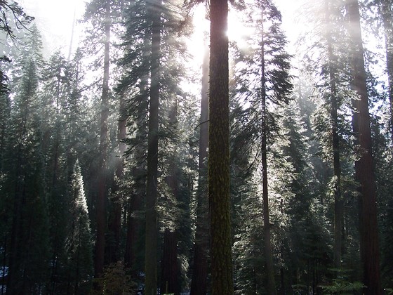 Yosemite National Park