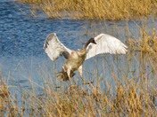 Tamarac National Wildlife Refuge
