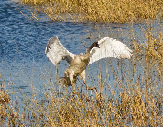 Tamarac National Wildlife Refuge