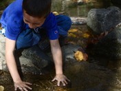 Pisgah National Forest