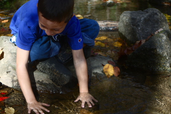 Pisgah National Forest