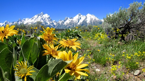 Grand Tetons National Park