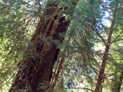 Redwood National Park