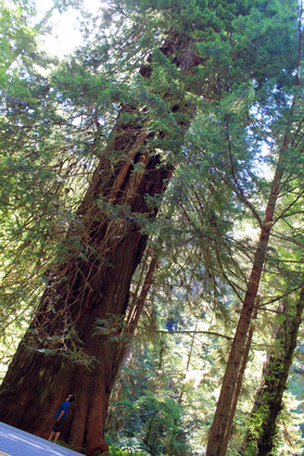 Redwood National Park