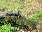 Savannah NWR