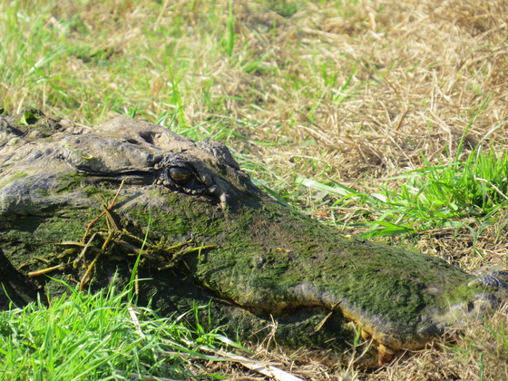 Savannah NWR