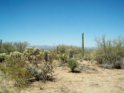 Saguaro National Park