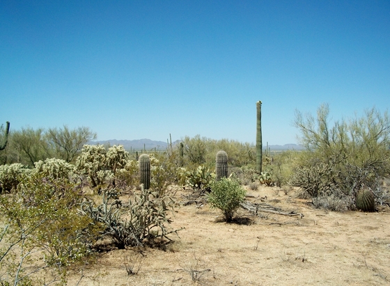 Saguaro National Park