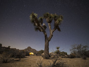 Joshua Tree