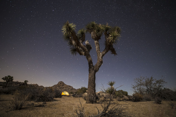 Joshua Tree