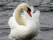 Swan