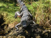 Everglades National Park/Flamingo, FL