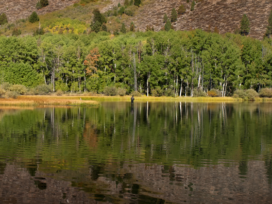 Inyo National Forest
