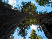 Sequoia National Park