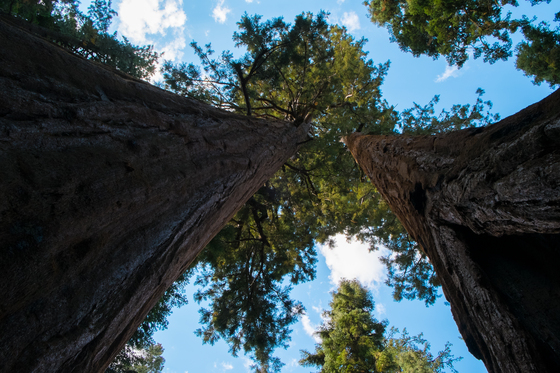Sequoia National Park