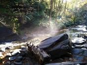 Pisgah Forest