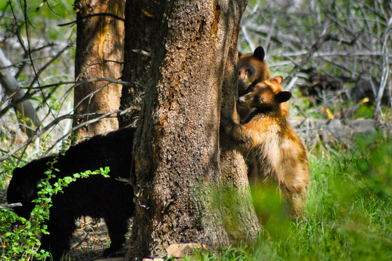Yellowstone National Park